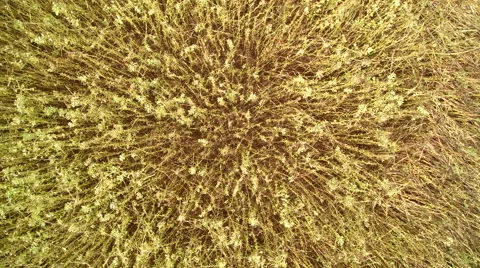 The bean field on its aerial shot Stock Footage 57973741