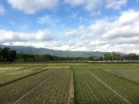 Bean fields with a beautiful background Foto stock