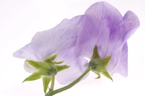 Bean. flower Stock Photos