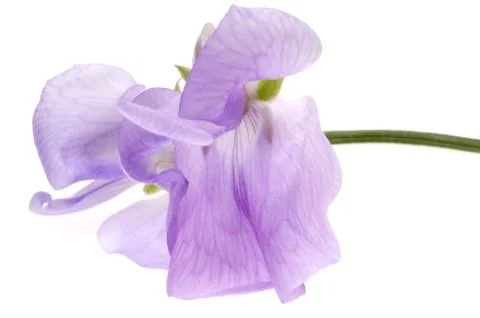 Bean. flower Stock Photos