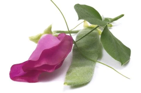 Bean. flower Stock Photos