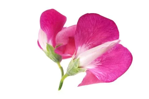 Bean. flower Stock Photos
