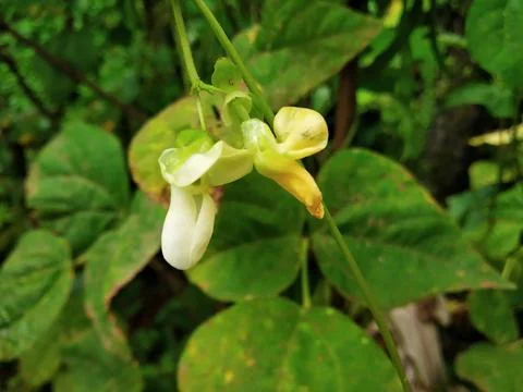 Bean flower 스톡 사진