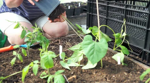 Bean Stock Footage 23906442