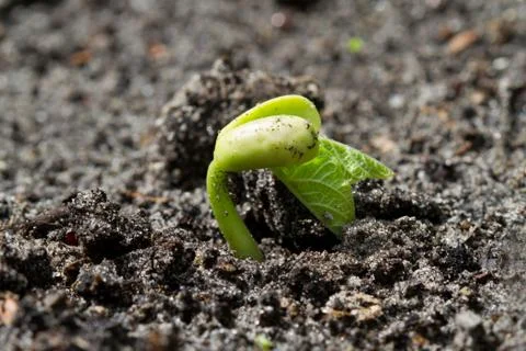 Bean germinating Foto stock