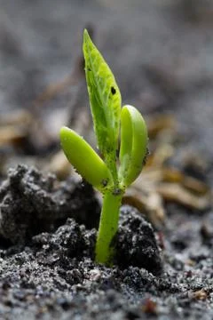 Bean germinating, vertical Stock Photos