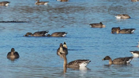 Bean goose drinking water and foraging (with sound) Stock Footage 332156276