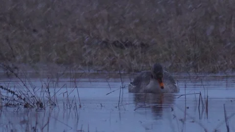 Bean goose drinks water on the river during the snowstorm Stock Footage 283563228