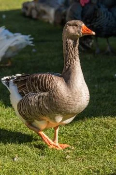 Bean goose Stock Photos