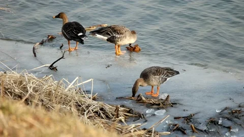 A bean goose is playing on the winter riverside. Stock Footage 145969025