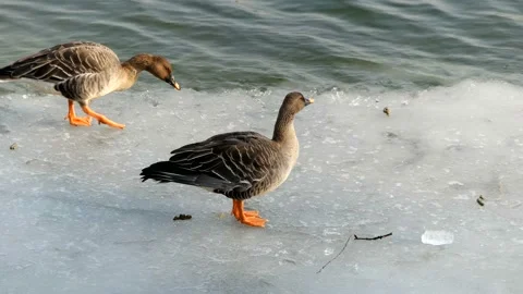 A bean goose is playing on the winter riverside. Vidéo 145969040