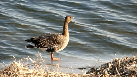 A bean goose is playing on the winter riverside. Stock Footage 145969083