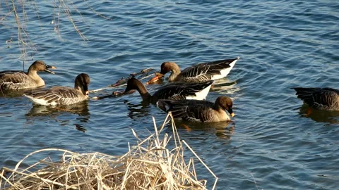 A bean goose is playing on the winter riverside. Vidéo 145969114