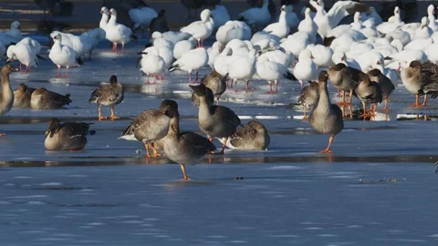 A Bean Goose walking gingerly on the ice (with voice) Stock Footage 332156261