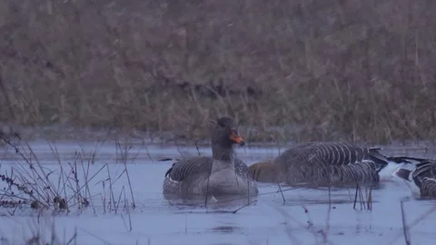 Bean gooses got caught in the snowstorm (Anser fabalis) Stock Footage 283547019