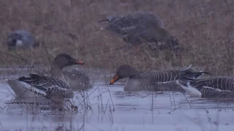 Bean gooses swims in the river under the snow Stock Footage 283549079
