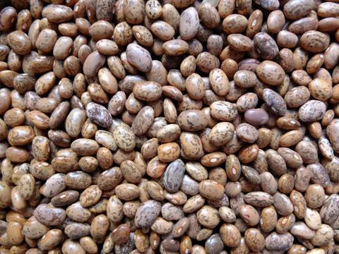 Bean grain on the table. Stock Photos