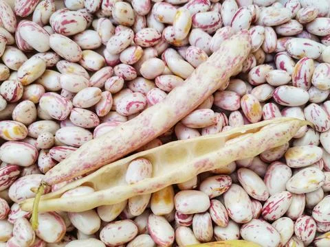 Bean grains. Bean vegetable. Stock Photos