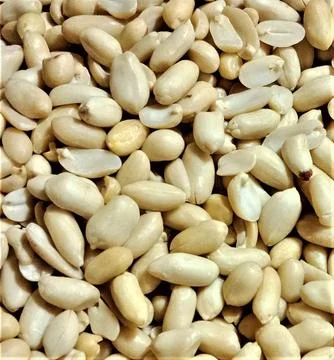 Bean Grains Foto stock