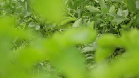 Bean growing in garden 库存影片 101117307