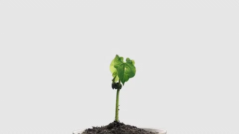 Bean growth time lapse on alpha background prores 444 Stock Footage 141218363