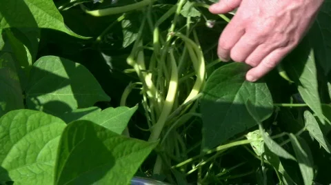 Bean harvest Stock Footage 492144
