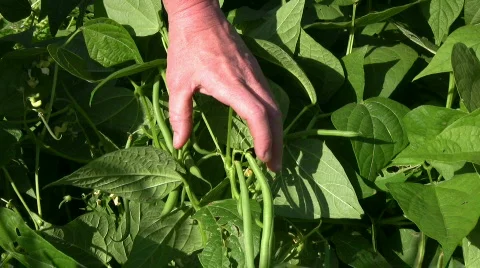 Bean harvest Stock Footage 494952