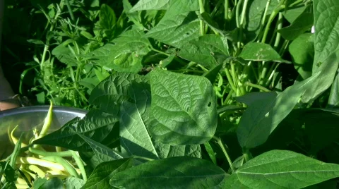 Bean harvest Stock Footage 506952