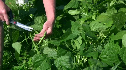 Bean harvest Stock Footage 506978