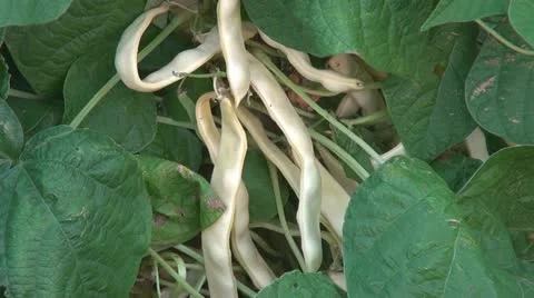 Bean harvest in the garden Stock Footage 10872313