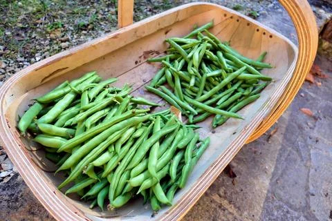 Bean Harvest. Stock Photos