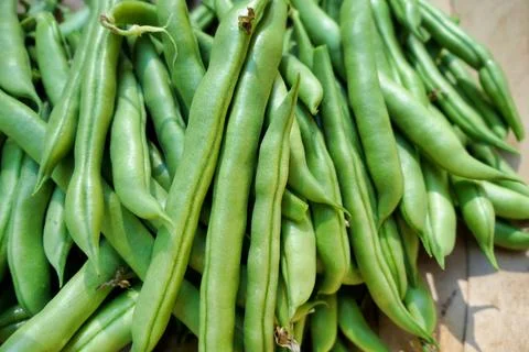 Bean Harvest. Stock Photos