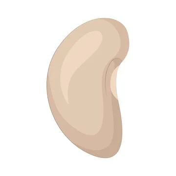 Bean Illustration Stock Illustration