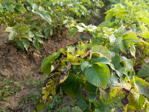 Bean leaf disease, bacterial blight,  crop planting at the fields Stock Photos