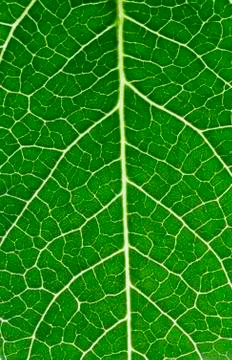 Bean leaf macro Stock Photos