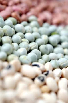 Bean Stock Photos