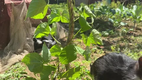 Bean Plant With Cats In The Garden Stock Footage 245701611