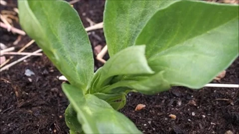 Bean plant Stock-Footage 132248453