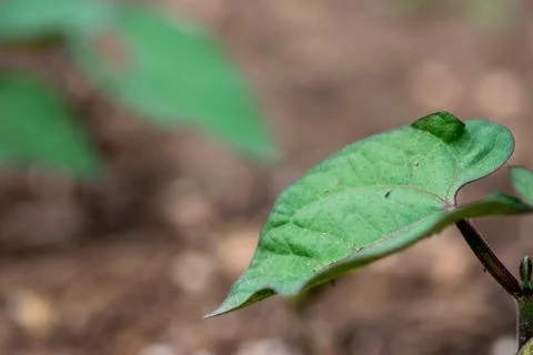 Bean Plant Leaf Stock Photos
