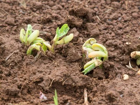Bean plant Stock Photos