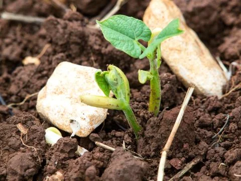 Bean plant Stock Photos