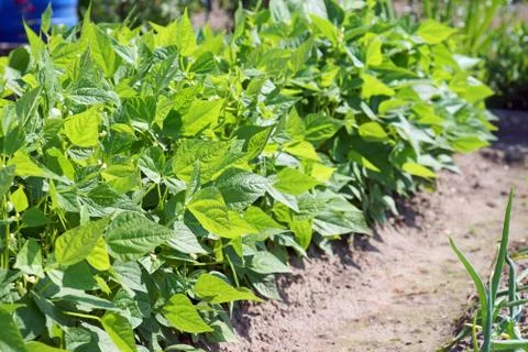 Bean plant Foto stock