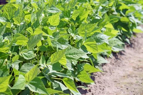 Bean plant Stock Photos
