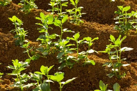 Bean Plant Foto stock