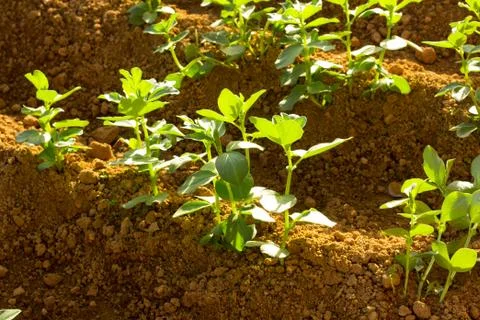 Bean Plant Stock Photos