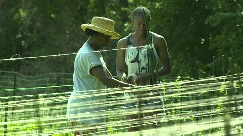 Bean Planting Through Twine Medium Shot Stock Footage 61350281
