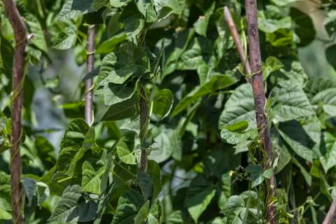 Bean plants. Stock Photos