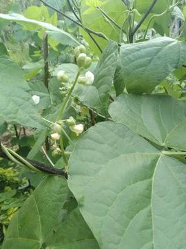 Bean plants Stock Photos