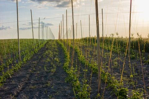 Bean plants thrive in neat rows within a large farming field as the sun set.. 库存照片