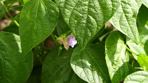 Bean plant,which started its products close up, Stock Footage 112576080